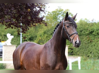 Deutsches Sportpferd, Stute, 8 Jahre, 170 cm