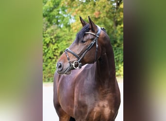 Deutsches Sportpferd, Stute, 8 Jahre, 170 cm