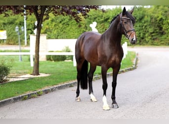 Deutsches Sportpferd, Stute, 8 Jahre, 170 cm