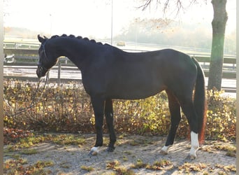 Deutsches Sportpferd, Stute, 8 Jahre, 170 cm, Dunkelbrauner