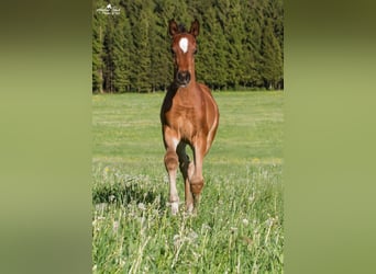 Deutsches Sportpferd, Stute, 8 Jahre, 170 cm, Dunkelbrauner