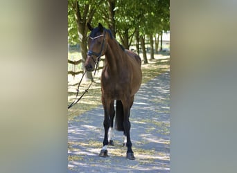 Deutsches Sportpferd, Stute, 8 Jahre, 170 cm, Dunkelbrauner