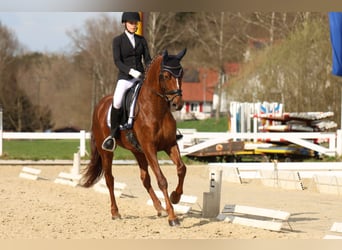 Deutsches Sportpferd, Stute, 8 Jahre, 170 cm, Dunkelfuchs