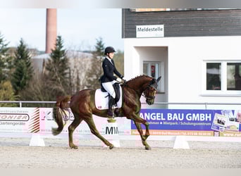 Deutsches Sportpferd, Stute, 8 Jahre, 170 cm, Dunkelfuchs