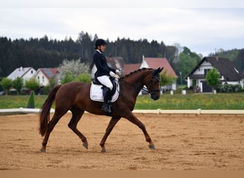 Deutsches Sportpferd, Stute, 8 Jahre, 170 cm, Dunkelfuchs