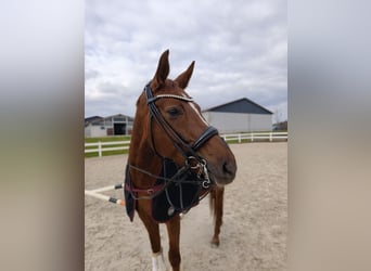 Deutsches Sportpferd, Stute, 8 Jahre, 170 cm, Dunkelfuchs