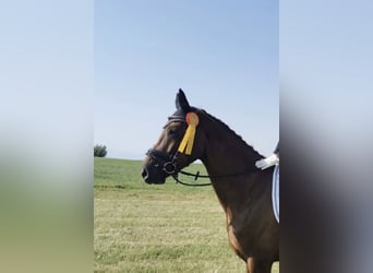 Deutsches Sportpferd, Stute, 8 Jahre, 170 cm, Dunkelfuchs