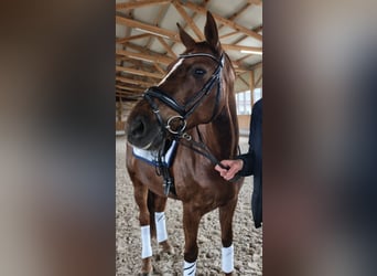 Deutsches Sportpferd, Stute, 8 Jahre, 170 cm, Dunkelfuchs