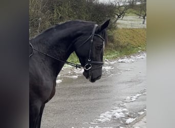 Deutsches Sportpferd, Stute, 8 Jahre, 170 cm, Rappe