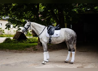 Deutsches Sportpferd, Stute, 8 Jahre, 170 cm, Schimmel