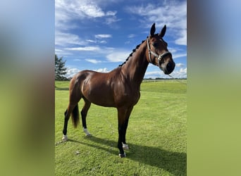 Deutsches Sportpferd, Stute, 8 Jahre, 171 cm, Brauner