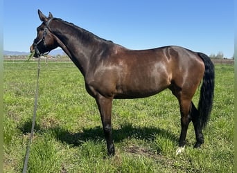 Deutsches Sportpferd, Stute, 8 Jahre, 171 cm, Dunkelbrauner