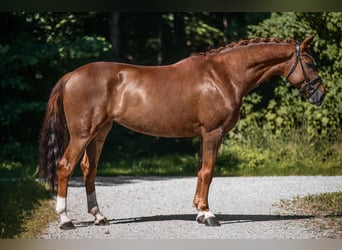 Deutsches Sportpferd, Stute, 8 Jahre, 171 cm, Dunkelfuchs