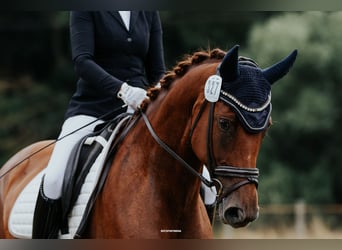 Deutsches Sportpferd, Stute, 8 Jahre, 171 cm, Fuchs
