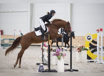 Deutsches Sportpferd, Stute, 8 Jahre, 172 cm, Dunkelfuchs