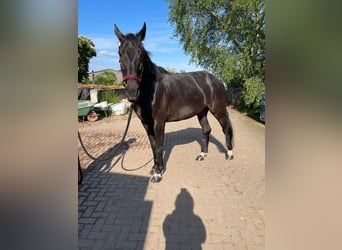 Deutsches Sportpferd, Stute, 8 Jahre, 172 cm, Schwarzbrauner