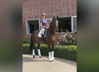 Deutsches Sportpferd, Stute, 8 Jahre, 173 cm, Brauner