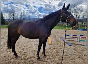 Deutsches Sportpferd, Stute, 8 Jahre, 174 cm, Dunkelbrauner