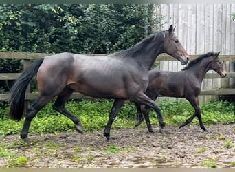 Deutsches Sportpferd, Stute, 8 Jahre, 174 cm, Dunkelbrauner