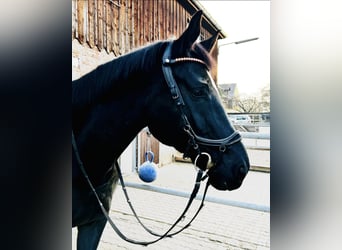 Deutsches Sportpferd, Stute, 8 Jahre, 174 cm, Rappe