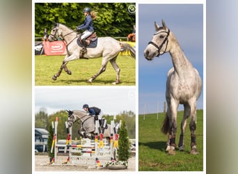 Deutsches Sportpferd, Stute, 8 Jahre, 174 cm, Schimmel