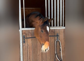 Deutsches Sportpferd, Stute, 8 Jahre, 175 cm, Brauner