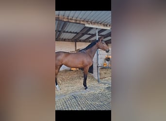 Deutsches Sportpferd, Stute, 8 Jahre, 175 cm, Dunkelbrauner