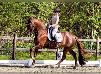Deutsches Sportpferd, Stute, 8 Jahre, 175 cm, Dunkelfuchs