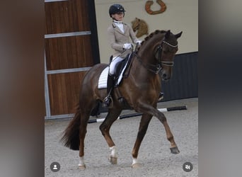Deutsches Sportpferd, Stute, 8 Jahre, 175 cm, Dunkelfuchs