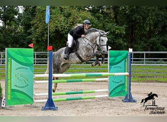 Deutsches Sportpferd, Stute, 8 Jahre, 175 cm, Schimmel