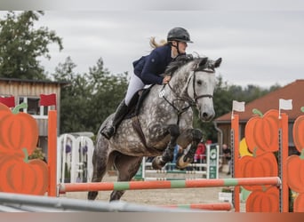 Deutsches Sportpferd, Stute, 8 Jahre, 175 cm, Schimmel