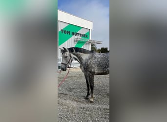 Deutsches Sportpferd, Stute, 8 Jahre, 175 cm, Schimmel