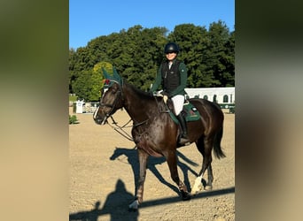 Deutsches Sportpferd, Stute, 8 Jahre, 175 cm