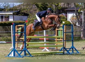 Deutsches Sportpferd, Stute, 8 Jahre, 176 cm, Fuchs