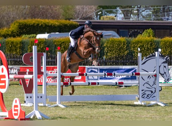 Deutsches Sportpferd, Stute, 8 Jahre, 176 cm, Fuchs