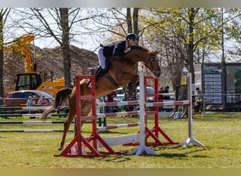 Deutsches Sportpferd, Stute, 8 Jahre, 176 cm, Fuchs