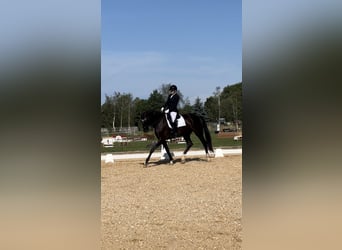 Deutsches Sportpferd, Stute, 8 Jahre, 177 cm, Rappe