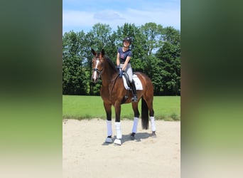 Deutsches Sportpferd, Stute, 8 Jahre, 178 cm, Brauner