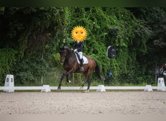 Deutsches Sportpferd, Stute, 8 Jahre, 178 cm, Brauner