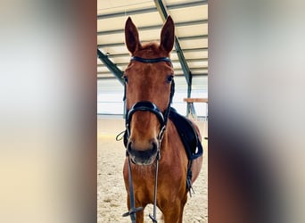 Deutsches Sportpferd, Stute, 8 Jahre, 178 cm