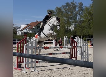 Deutsches Sportpferd, Stute, 8 Jahre, 178 cm, Schimmel