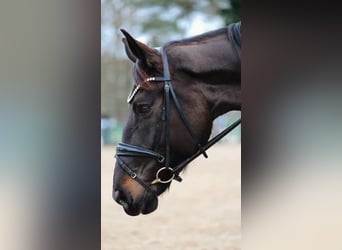 Deutsches Sportpferd, Stute, 8 Jahre, 189 cm