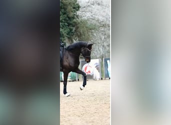 Deutsches Sportpferd, Stute, 8 Jahre, 189 cm, Rappe