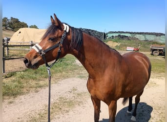 Deutsches Sportpferd, Stute, 8 Jahre, Brauner