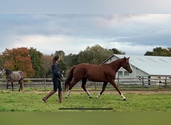 Deutsches Sportpferd, Stute, 9 Jahre, 152 cm, Dunkelfuchs