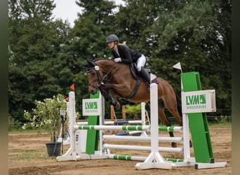 Deutsches Sportpferd, Stute, 9 Jahre, 160 cm, Brauner