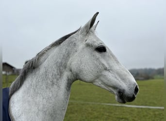 Deutsches Sportpferd, Stute, 9 Jahre, 160 cm, Schimmel