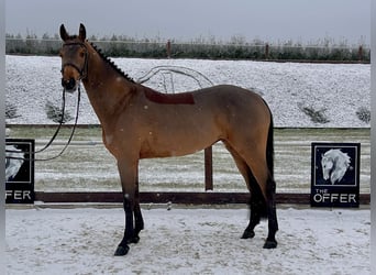 Deutsches Sportpferd, Stute, 9 Jahre, 161 cm, Brauner