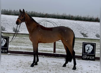 Deutsches Sportpferd, Stute, 9 Jahre, 161 cm, Brauner