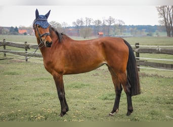 Deutsches Sportpferd, Stute, 9 Jahre, 162 cm, Brauner